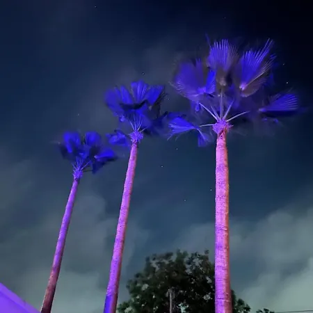 Palm Willa